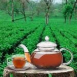 Tea Estates and Luxury Tea